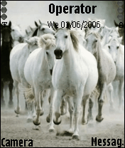 white hors 2
