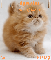 cute cat