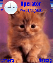 cute cat