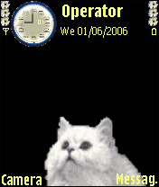 قطة زي العسل