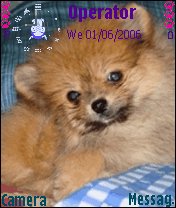 pomeranian
