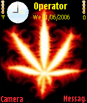 Canabis Sativa