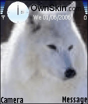 wolf