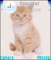 pretty kitten