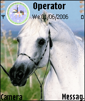 arab horse 