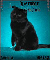 cat funny