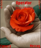 my rose