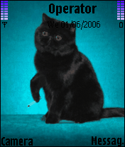 bad cat