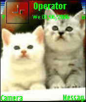 cat