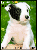 doog