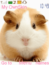 Guinea pig + Bunny