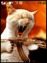 Crazy Cat