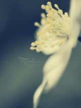 flower~