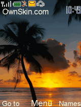 palm trees