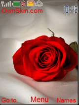 rose