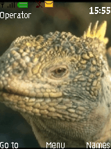 iguana