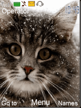 Cute Cat