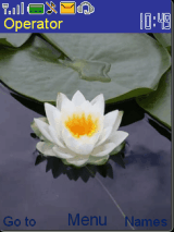White shapla
