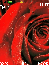 red rose
