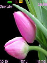 pinky tulip