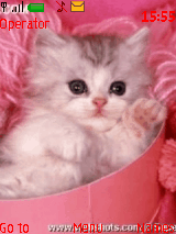 nice cat