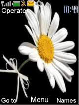 daisy