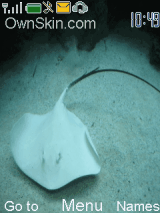 Stingray