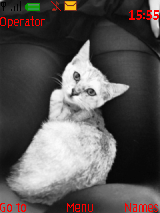 猫。