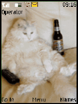 cat