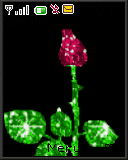 rosa