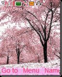 cherry blossom