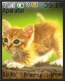 cat