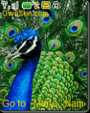peacock