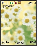 雏菊