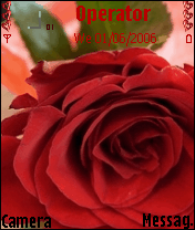 red rose