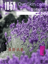 熏衣草