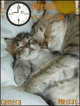 cuteee cats