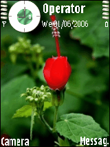 flower12