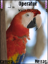 red-parrot