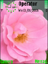 pink rose