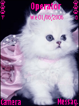 my cat