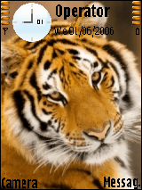 tigr