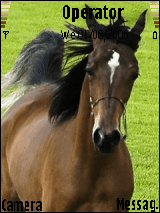 خيل
