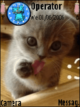 Kitten
