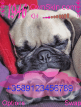 Pug animated