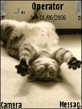cat
