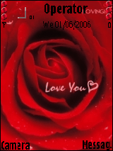red rose 