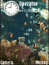 Clown fishes