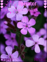 purple roses