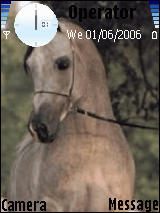 arab horse
